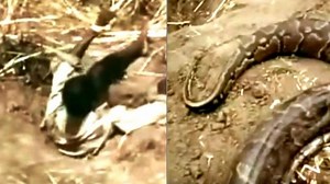 Video: Footage of man catching a python with his leg will shock you | Video: Footage of man catching a python with his leg will shock you