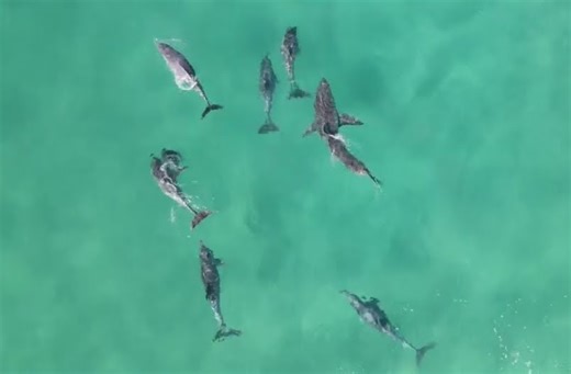 Dolphins vs Great White: Story Behind The Viral Rescue Post