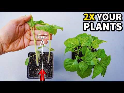 How To Separate Seedlings And DOUBLE Your Plants!
