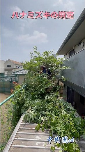 ハナミズキの剪定＃植木屋＃ハナミズキ＃剪定＃暑い