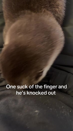 Otter Interactions: The Adorable Sucking Finger Moment