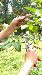 🌸 You asked, we answered! Get tips from Jenn Nawada on perfecting your lilac pruning game. | This Old House