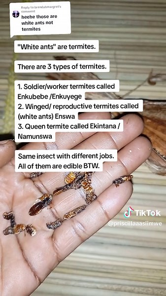 Priscilla Omugo on TikTok