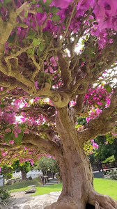 Bougainvillea full bloom 🌿 #bonsai | Mr.Greenthumb