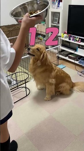 普段は絶対しないのに、ご飯が見えると急に芸をしだすゲンキンな愛犬【ゴールデンレトリバー】#shorts＃箱入りクッキーはゴールデンレトリバー#goldenretriever