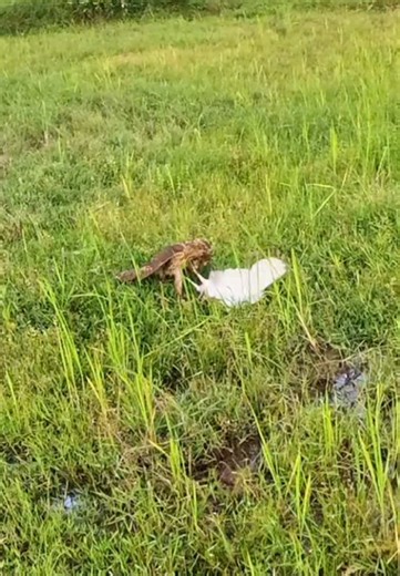 Ưng ấn trống săn mồi nhanh #goshawk #faconry #manhdungfishing