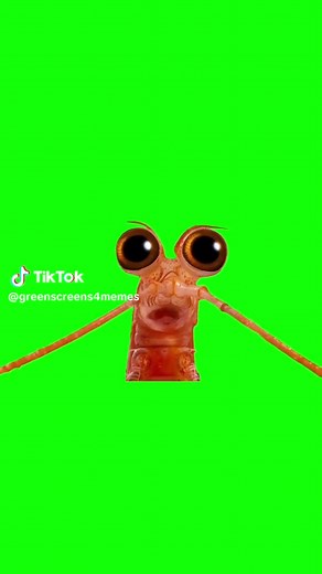 I am one in a Krillion #CapCut Green Screen Meme Template | Green Screen of a shrimp/krill saying “I am one in a Krillion” in the Happy Feet Two movie (2011) #iamoneinakrillion #happyfeet #happyfeet2 #meme