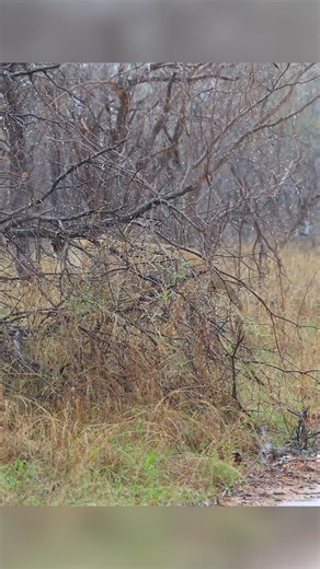 10K views · 108 reactions | Lioness Sneeze Even lions catch a cold sometimes  This lioness stopped in the middle of the road and sneezed right in front of us! Only in Kruger!  #KrugerNationalPark #XipandzaMananga #wildlifephotography #Lioness #SouthAfrica | Xipandza Mananga | Facebook
