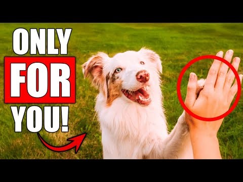 10 Special Things Dogs ONLY Do for Their Favorite Person