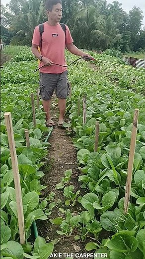 How to Plant Pechay I Pechay Farming and Harvesting in the Philippines Backyard I Akie The Carpenter