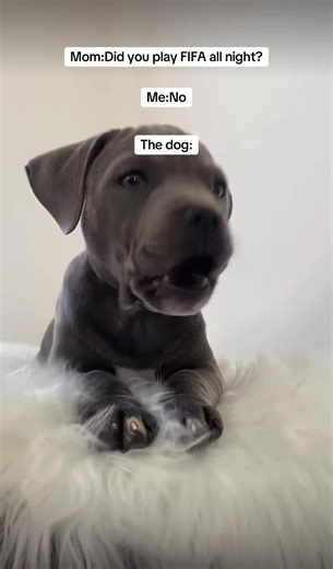 The Dog's Hilarious Reaction to FIFA All Night