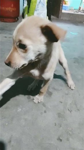 Monkey eating ginger