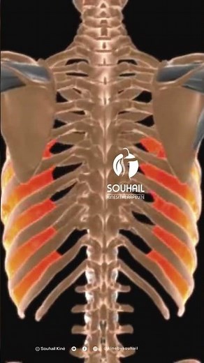 The Intercostal Muscles: How They Work Explained Simply
