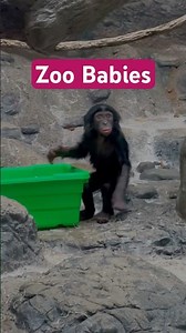 Meet Daisy, the Cincinnati Zoo’s New Baby Bonobo 🐵
