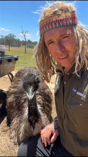 Josh Neille on Instagram: "Out and about with big old Buster the emu 🖤 This legend came into care after the bushfires with his feet severely burnt, riddled with infection, and honestly right on the edge. At one point we had to team up with an absolute wizard of paws from America who flew over and helped us build custom shoes just so he could stand and heal properly. Wild times. Fast forward to now and look at him. Getting around well, looking heaps healthier, solid as an ox, and still the frien