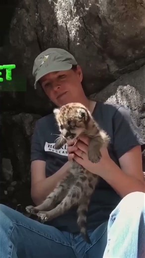 North America's #1 Predator: The Silent Mountain Lion