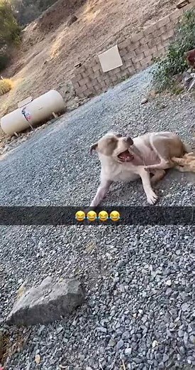 cat bites a dog's testicles