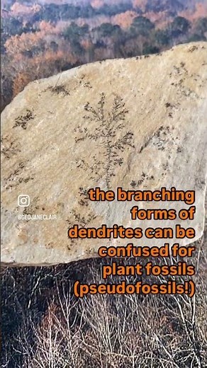 Dendrite delight! #shorts #scienceshorts