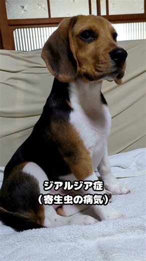 【犬の下痢】治らない下痢の原因が分かった！