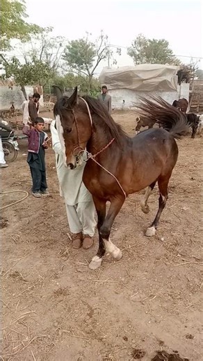 Farmer’s Fun Dance Moment With His Horse