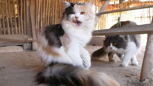 190 reactions | Kitty Self-Care in Its Free Time ✨ | Teddy Paws | Facebook