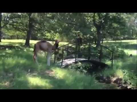 Camel Hump Day - baby camel likes humpday!