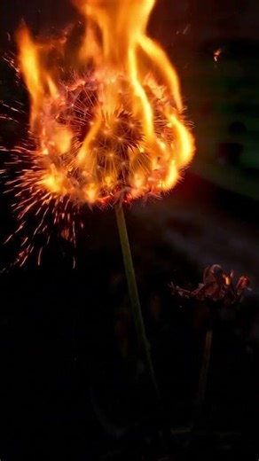 Petals of Fire #FlowerToFire #FireFlower #PetalsOfFire #InfernoBloom #BurningFlower #transformation