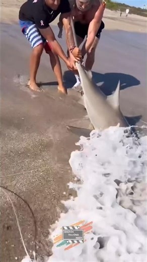 using drones to fish for sharks