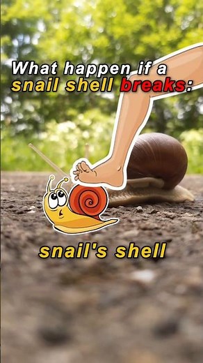 🐌🤔If A Snail's Shell Breaks...#facts #shorts