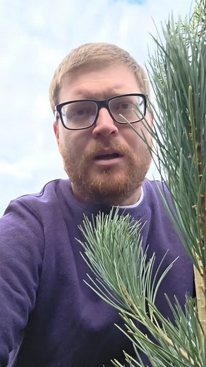 I found a mystery tree today! Is it a pine tree? Is it a fir tree? I genuinely want to know. The tree doesn't look like any of the other pine trees in the area. The fir trees in the area also look vastly different than the tree in this video. #tree #trees #bluetree #nature #ecofriendly #biodiversity #natureprovides #fall #autumn | Jones.m.jacob