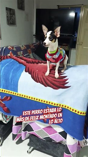 This dog climbed to the very top to make himself seem bigger than everyone else.