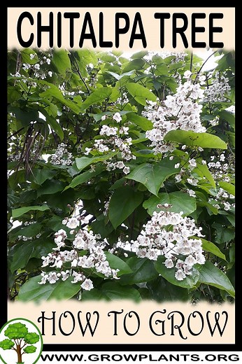 Chitalpa tree - How to grow & care