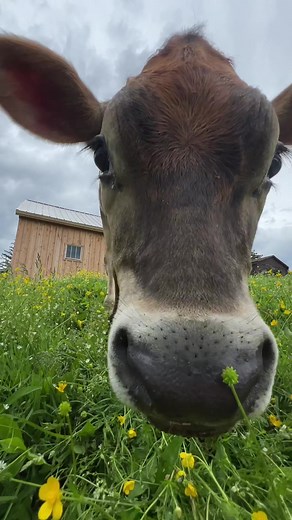 Looking for a low cost animal to add to your farm? Jersey bull calves! In our area- they are very cheap to buy unlike angus that are cery pricey right now. Obviously consult a vet or farmer if youve never done this before- but our buddy has been so easy and relatively low cost compared to other breeds!