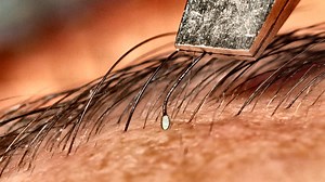 [搬] Warped Perception [慢镜头] 拔毛 看完停不下来