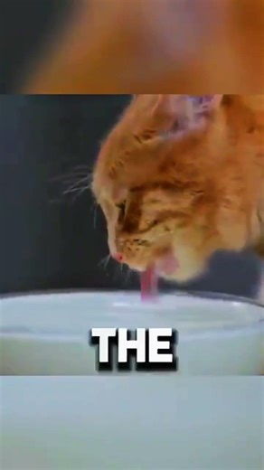 Dog vs Cat Paani Peene Ka Tarika#Shorts#FunnyAnimals#Cat#ViralShorts#ShortsTrending#Facts#