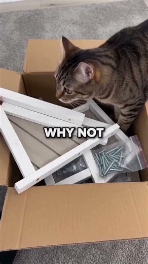 PETSCOSSET|The Cat MansionThey Choose First #cat #pets #catvideo #petlover #petshub #catvideos