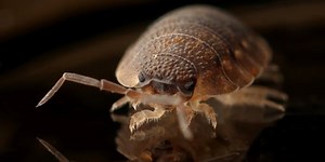 Bed bug prevention during and after holidays