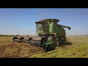Alfalfa seed harvest 2017