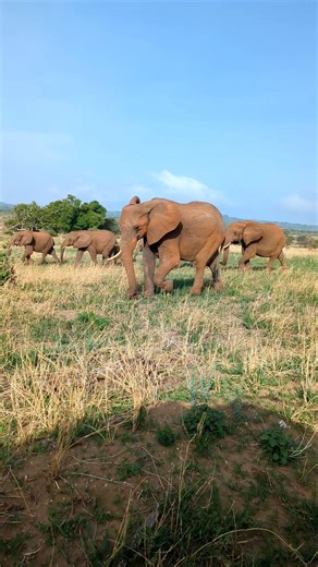 Elephant kingdom Tarangire National park