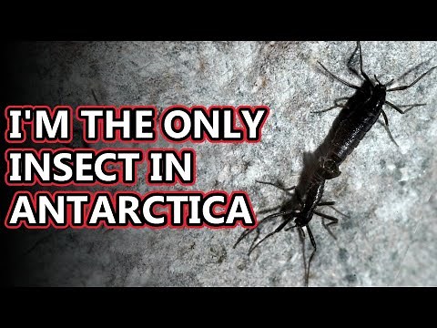 Antarctic Midge: Antarctica's only native insect! | Animal Fact Files