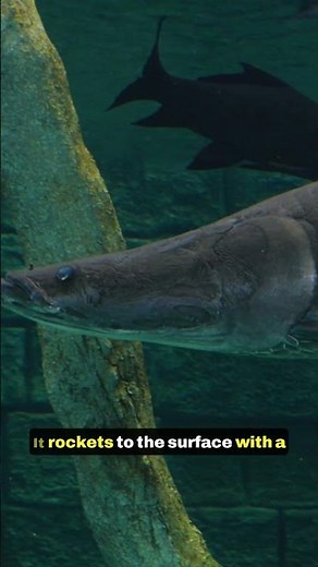 Arapaima: The Giant Amazon River Monster Bigger Than Sharks! 🐟🌊