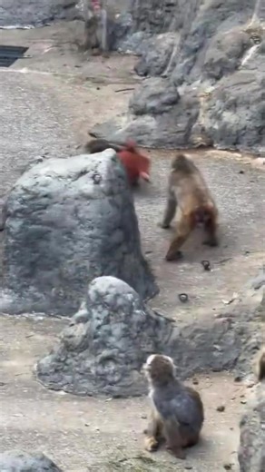 #ข่าวtiktok #がんばれパンチ #ลิง #สวนสัตว์tiktok #ญี่ปุ่น