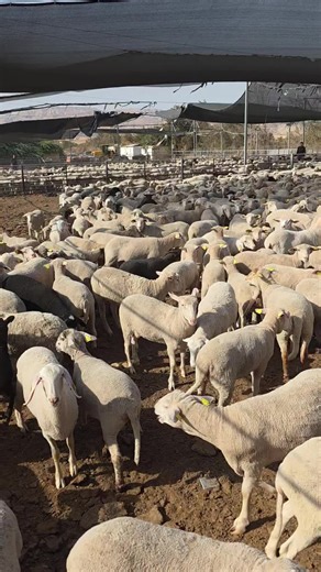 ‏#غنم #ذباح #دير_الاسد #مواشي #اكسبلور