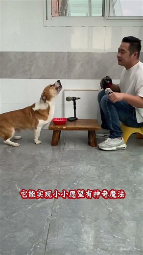 Liking Reward Program: Dog and Human Choir Courage Explosion, Joy of Raising a Corgi