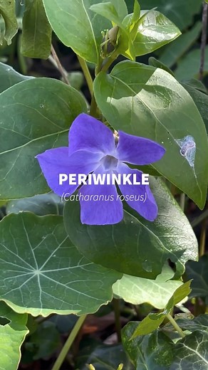 12K views · 398 reactions | Periwinkle, a pretty little flower but...