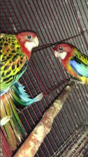 ببغاء الروزيلا #roselisa روزيلا ريد استرن