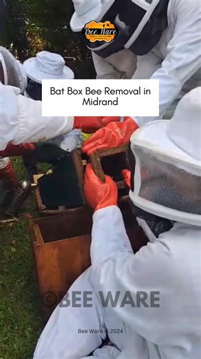 Watch as beekeepers carefully relocate bees from a bat box to a safer home. Teamwork skills ✅️ Join our next Bee Removal Course! #beeremoval #beeremovalexperts | Bee WARE