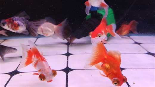 中国蝶尾金鱼 China Assorted butterfly goldfish Address 🕵️NIU aqua Opening hours ⬇ Monday closed😀 Tues-Fri(11:30-7:30) Satur - Sun(12:00-7:30) | NIU AQUA