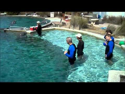 Swimming with the Dolphins in Florida