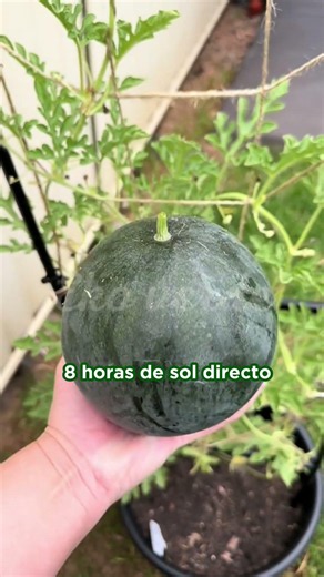 How to keep your watermelons from staying small? #watermelons #homegarden #healthyeating #plants